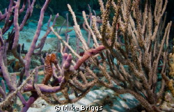 This was taken on Klein Bonaire at Carl's Hill.  We had d... by Mike Briggs 
